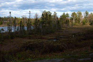 Solitary Birch