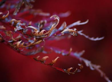 Dragon's Breath