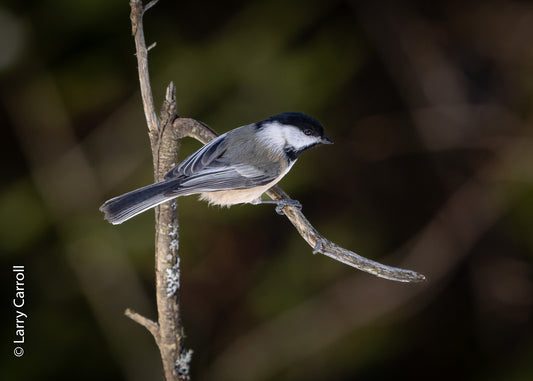 Out On A Limb - Artist Larry Carroll