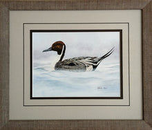 Load image into Gallery viewer, Northern Pintail
