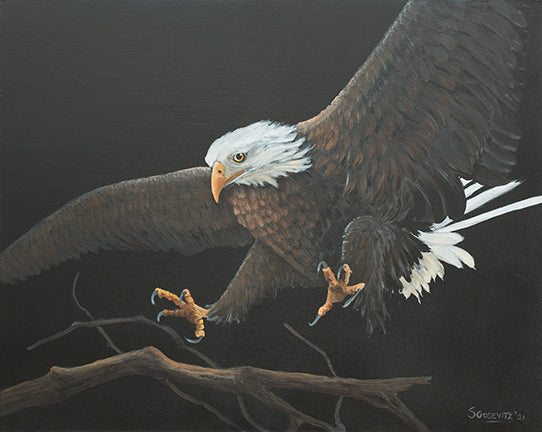 Bald Eagle and Branch