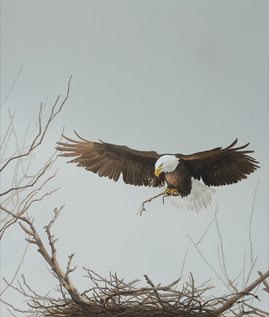 Bald Eagle and Nest