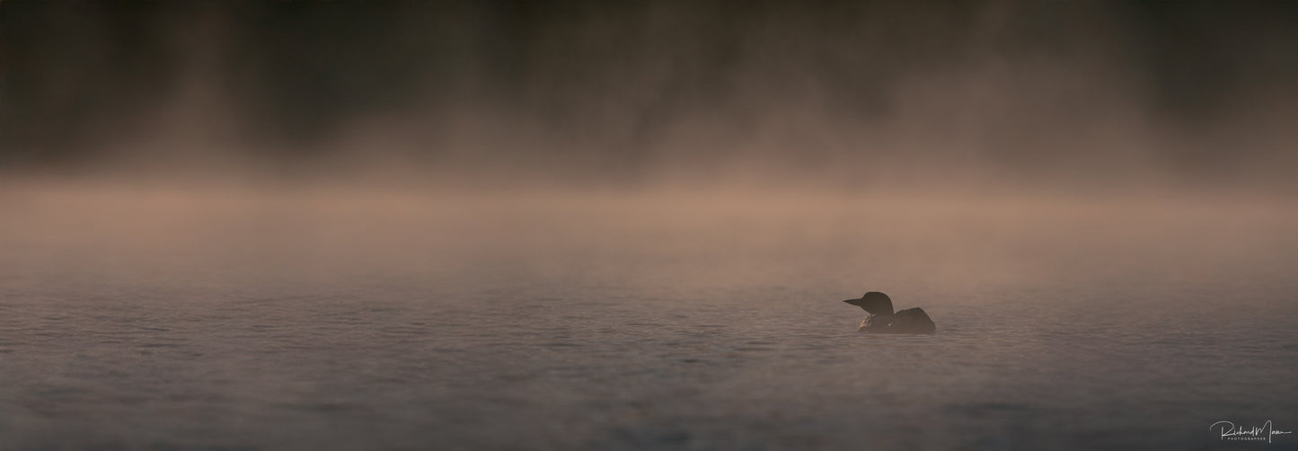 Loon in the Mist by Richard Mann