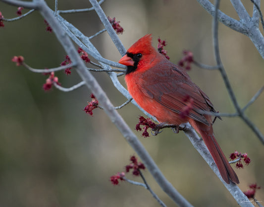 Cardinal by Richard Mann