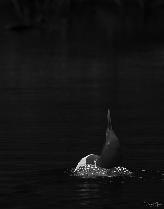 Looking UP by Richard Mann