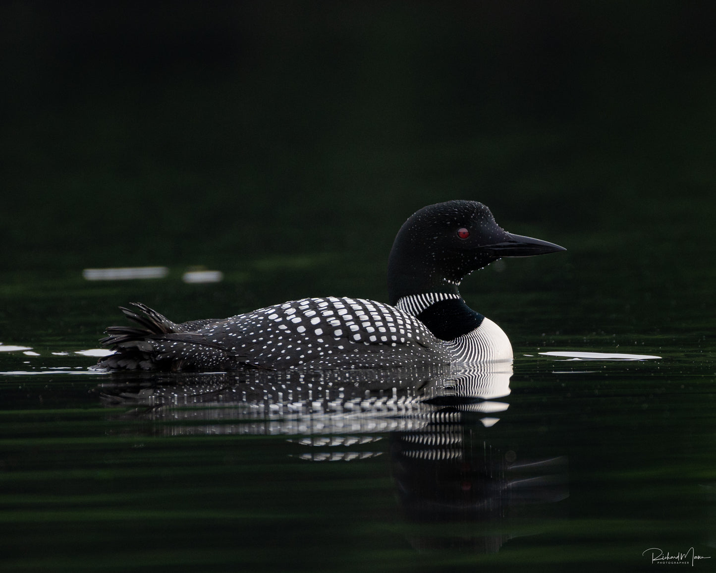 Loon on Time Lake by Richard Mann