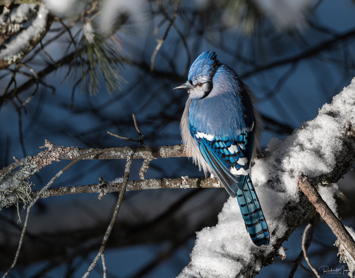 Blue Jay Perched by Richard Mann