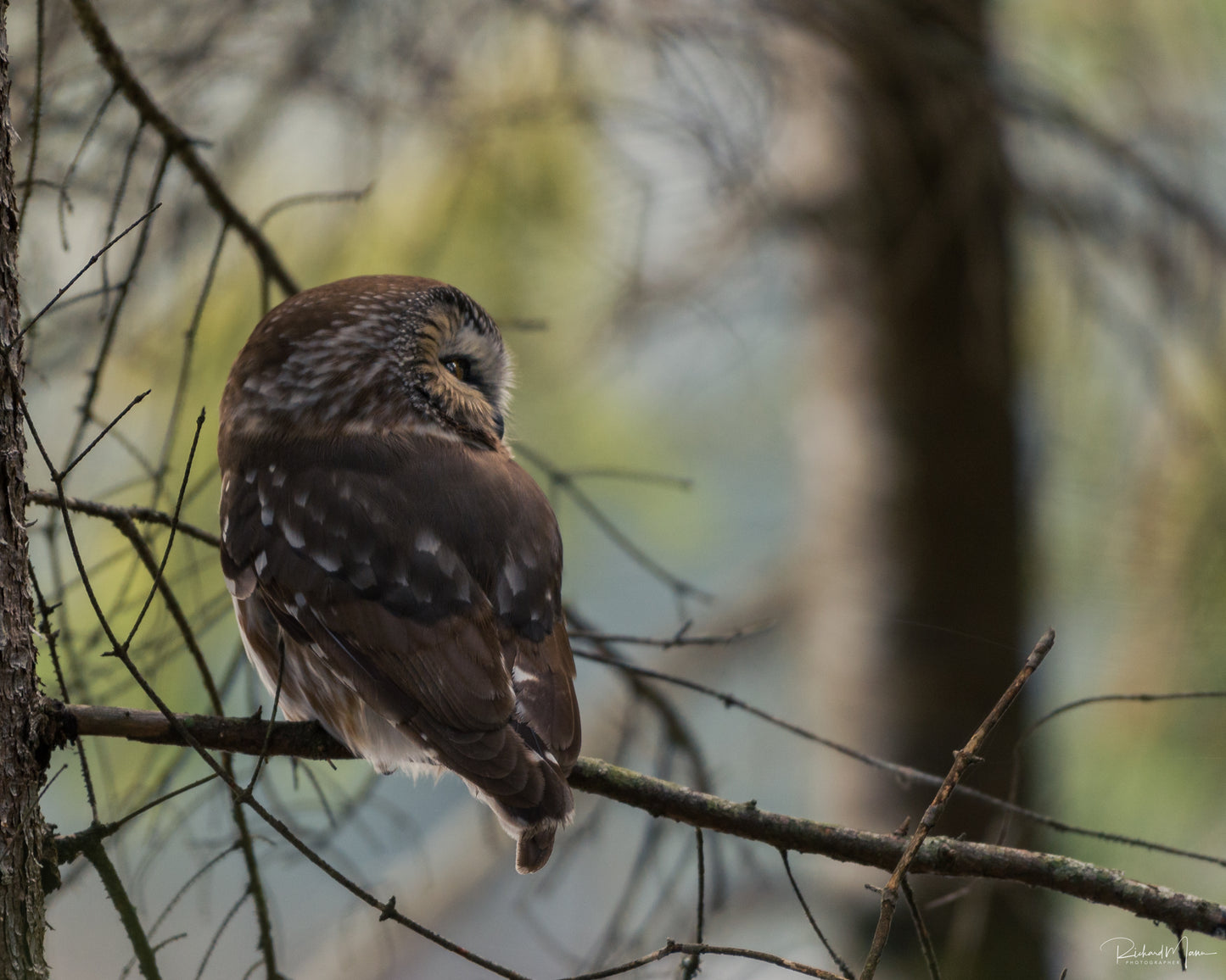 Who Goes There by Richard Mann