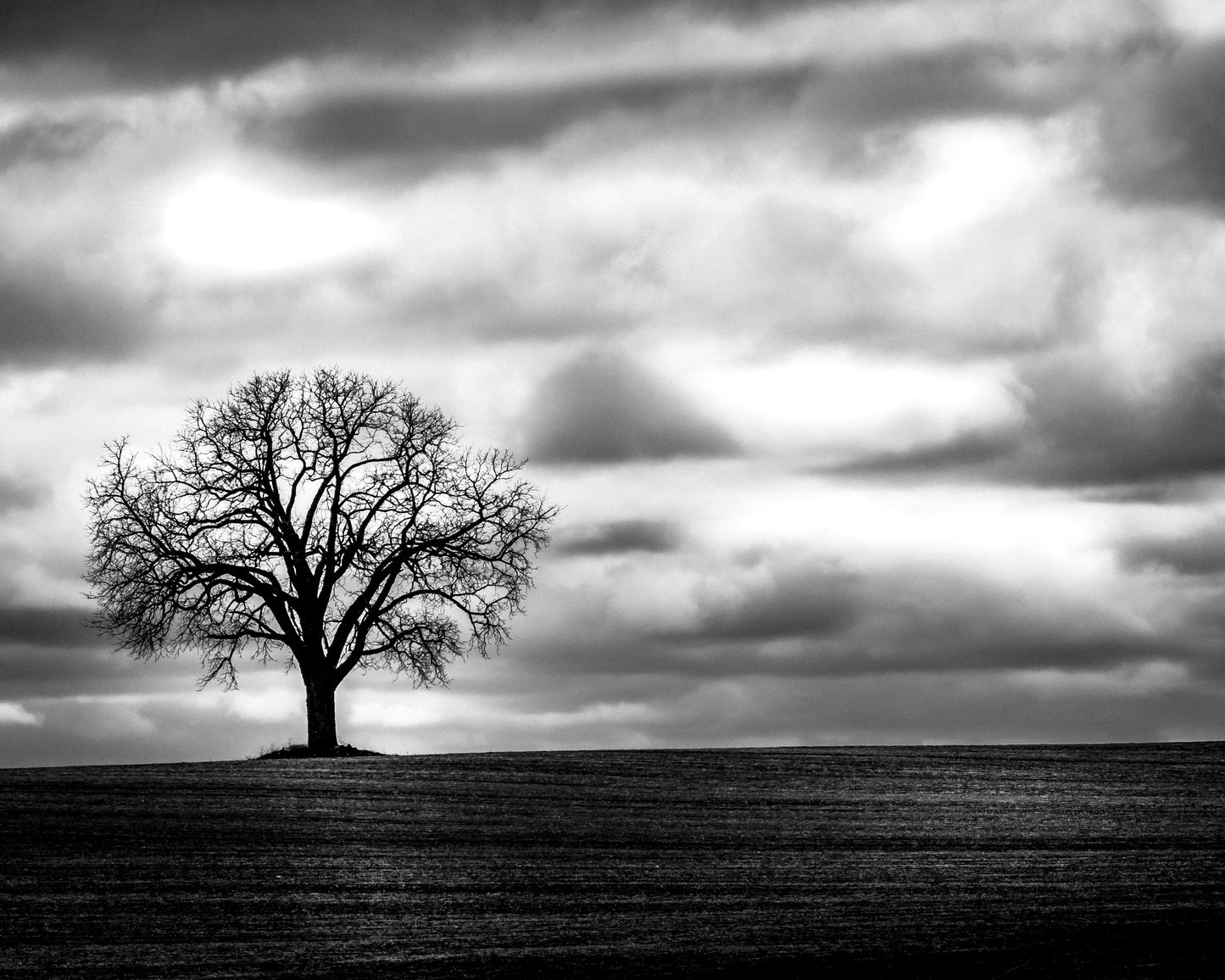 Lone Tree