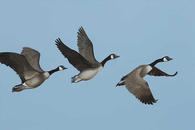 Flying Geese