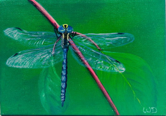 Dragonfly #16 | Variable Darner - Artist Wendie Donabie