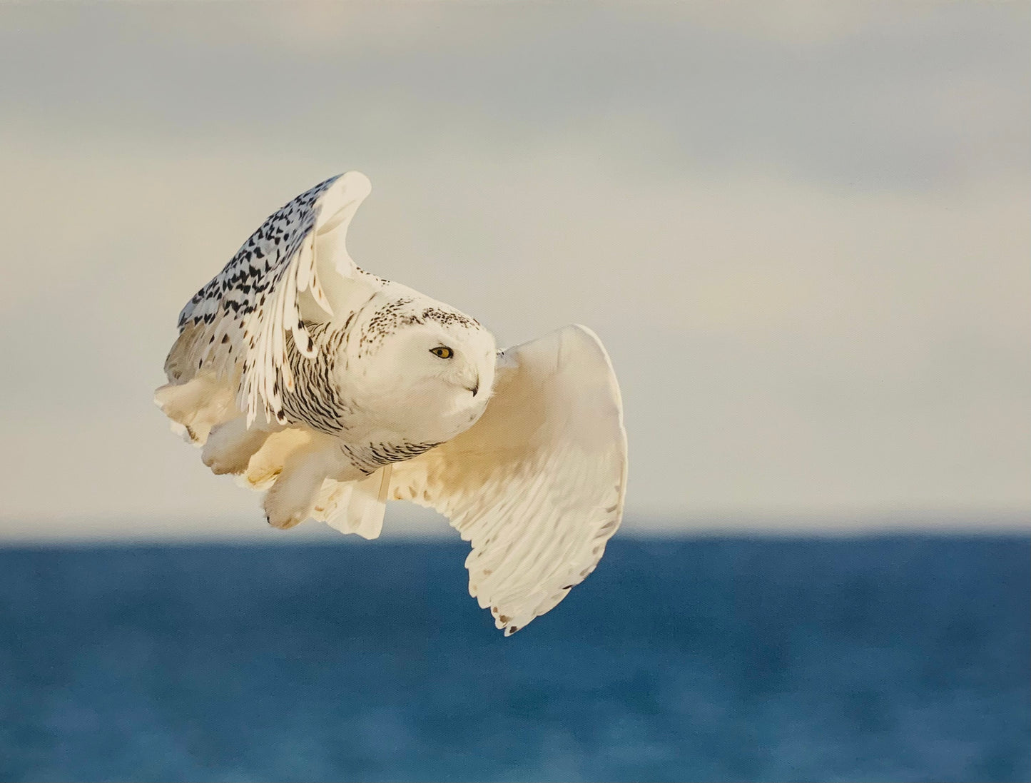 Snowy Owl - Artist Just Wray