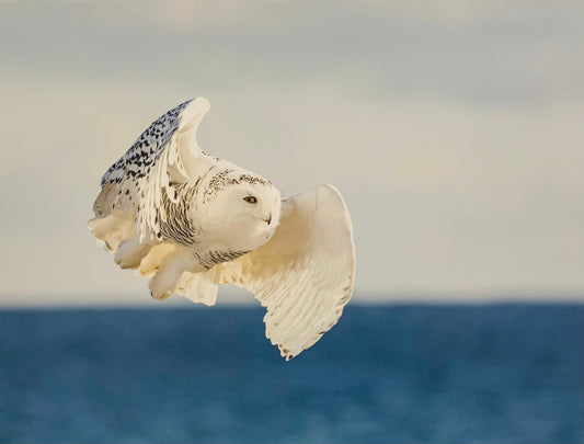 Snowy Owl - Artist Just Wray