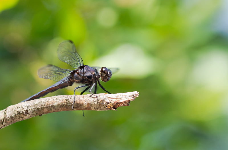 Dragonfly, on stick by Justin Wray