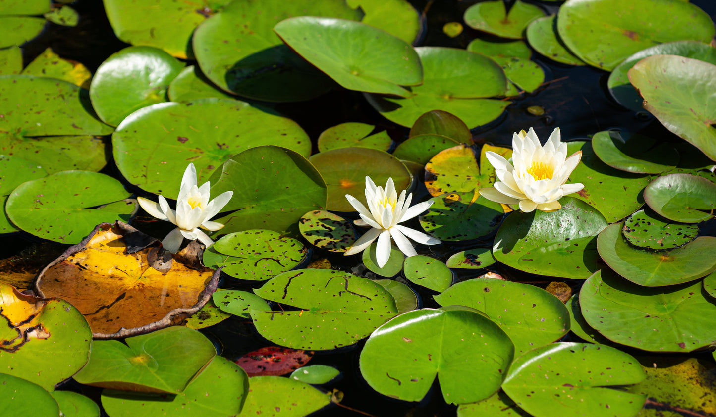 Lily Pads