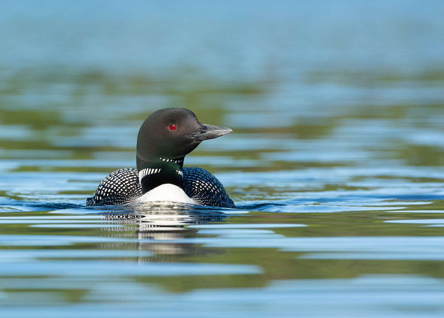 Loon, Blue-Green, on Metal