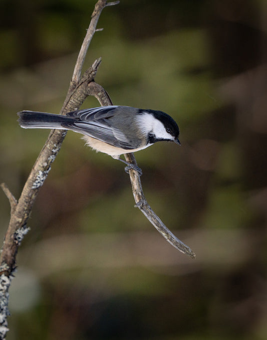 Black-Capped Chickadee - Artist Larry Carroll