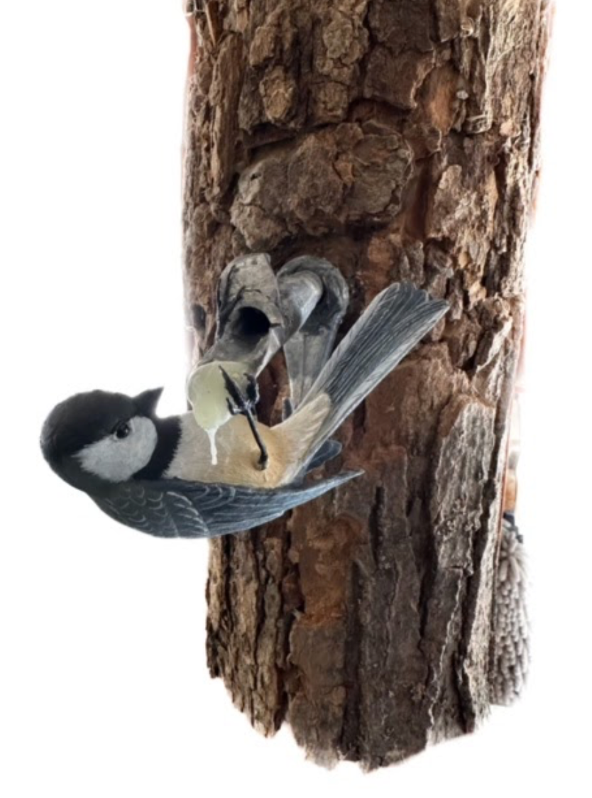 Black-Capped Chickadee on Maple Tap