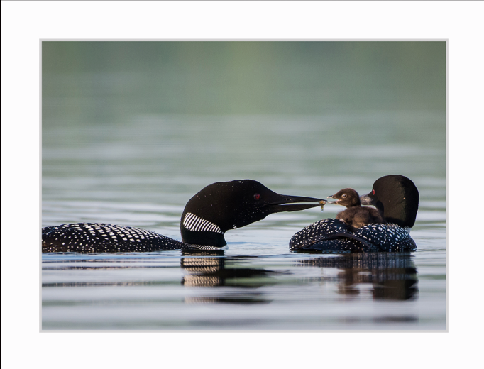 Teamwork by Jane Spencer