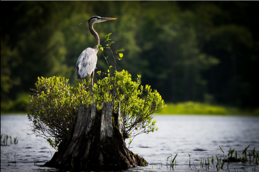 Perched by Jane Spencer