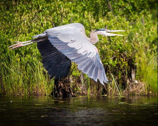 Graceful Glider by Jane Spencer