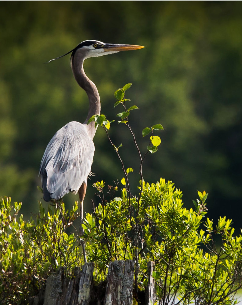 Perched by Jane Spencer