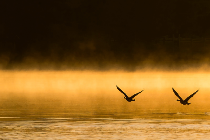 Golden Flight by Jane Spencer