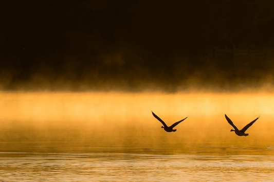 Golden Flight by Jane Spencer