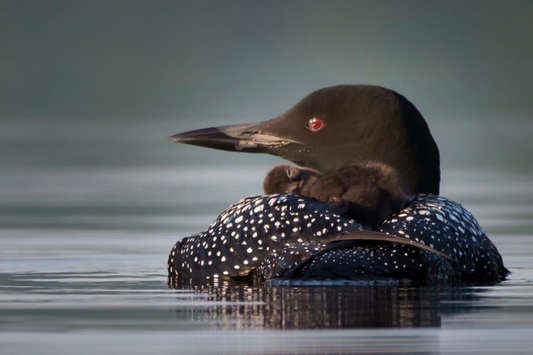 Naptime by Jane Spencer