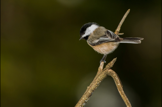 My Little Chickadee by Jane Spencer