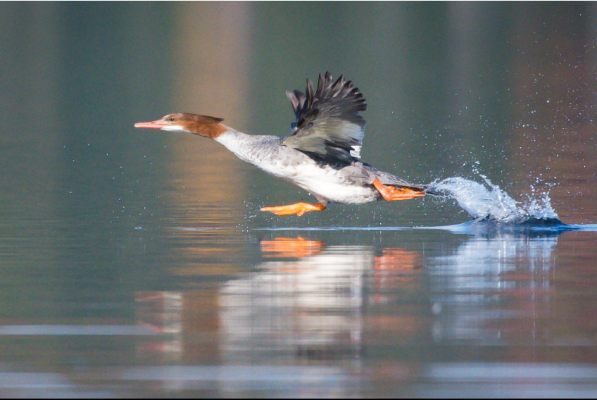 Taking Off by Jane Spencer