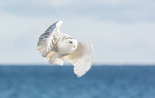 Snowy Owl in Flight