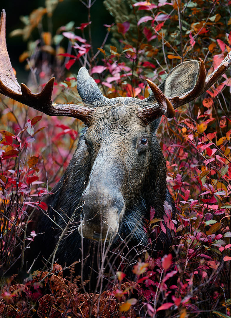 Autumn Sentinel by Timothy Story