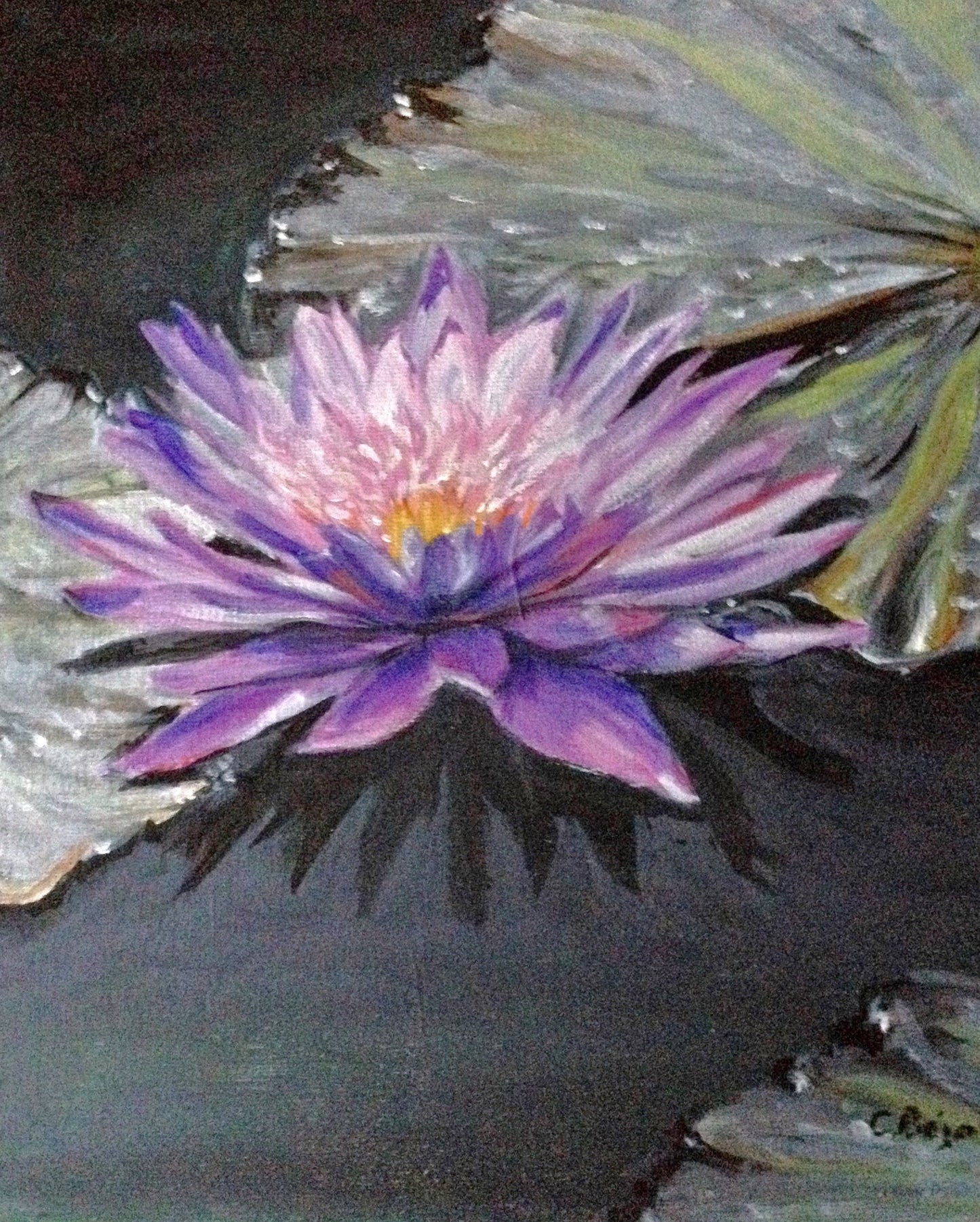 Waterlily