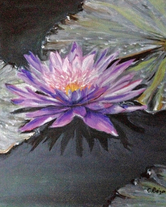 Waterlily