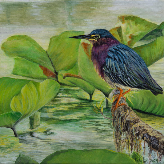 Green Heron