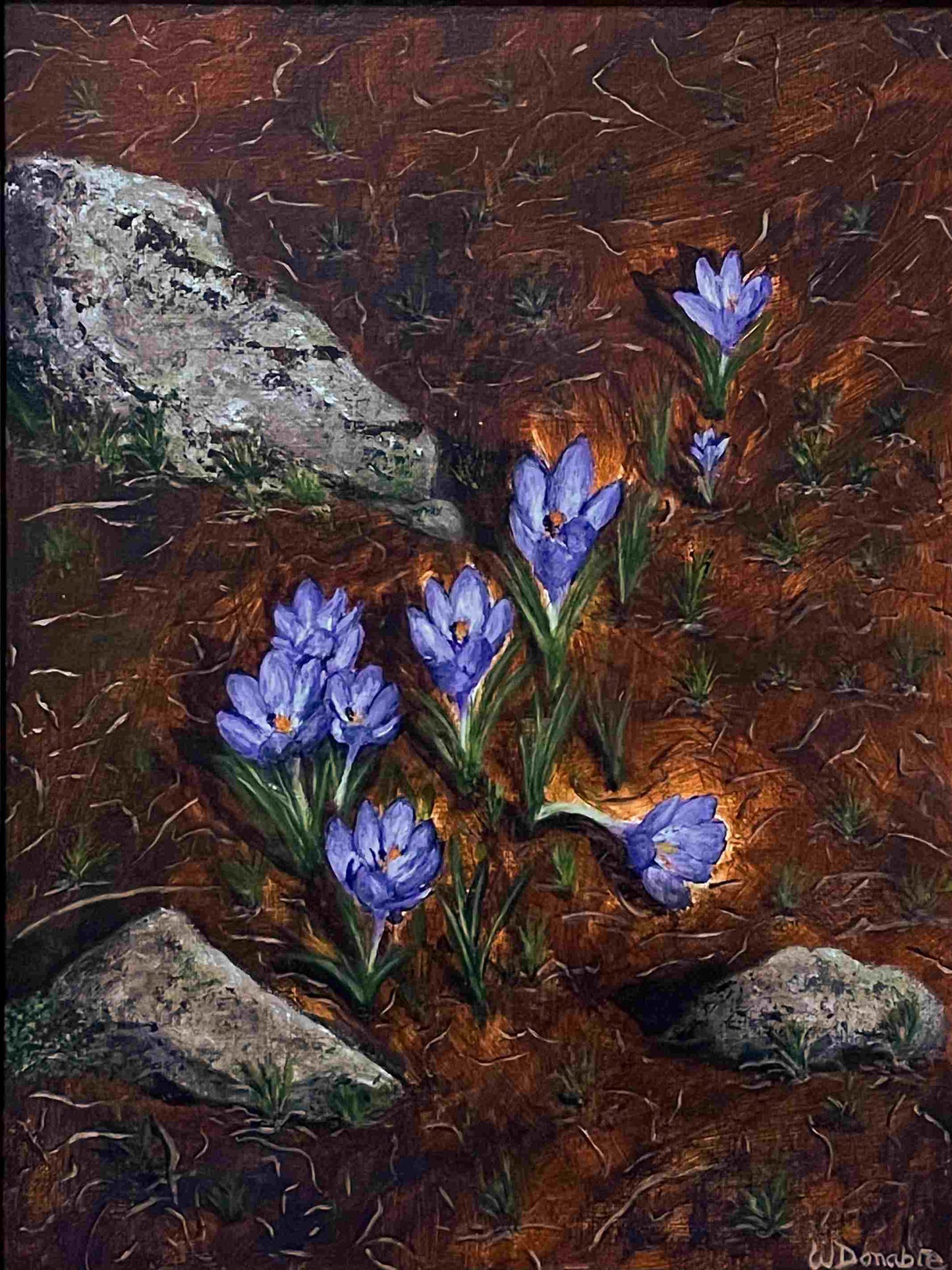 Crocus Surprise